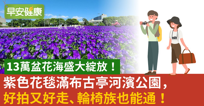 13萬盆花海盛大綻放！紫色花毯滿布古亭河濱公園，好拍又好走、輪椅族也能通！