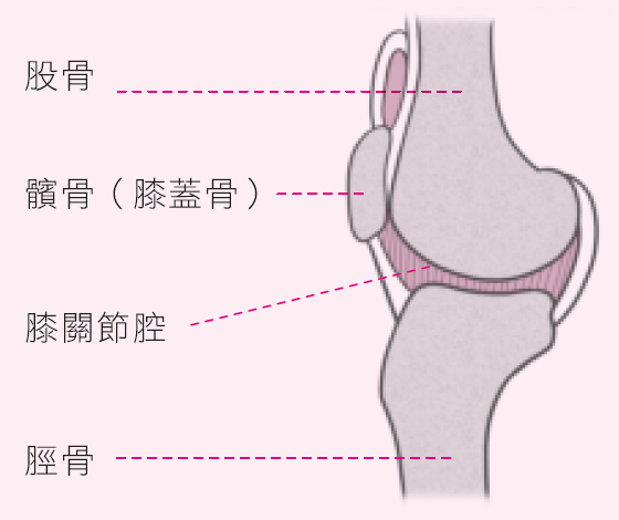 膝關節伸直時,前側之關節囊較鬆馳,骨頭間壓力較小。