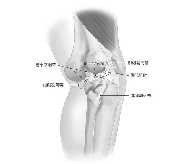 膝蓋脫臼