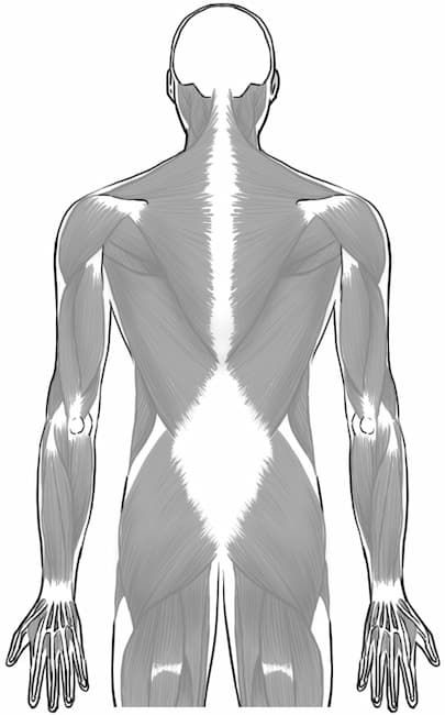 在後背保護腰部的菱形狀筋膜