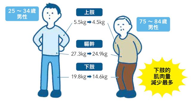 75～84歲男性下肢的肌肉量減少最多