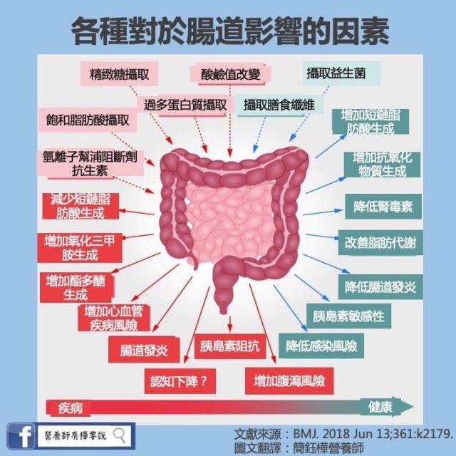 各種對於腸道影響的因素