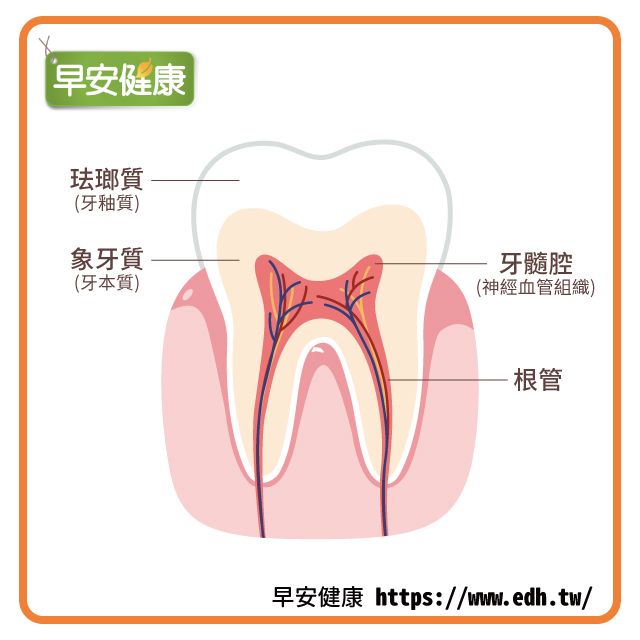 根管治療：根管位於牙釉質（琺瑯質）與牙本質（象牙質）以下