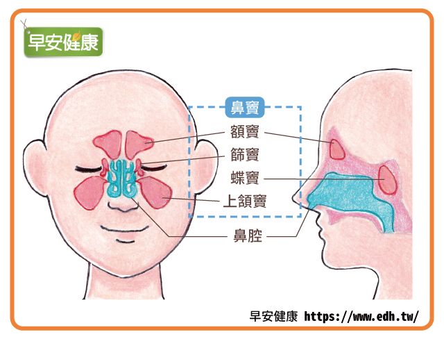 鼻竇位置與鼻腔位置