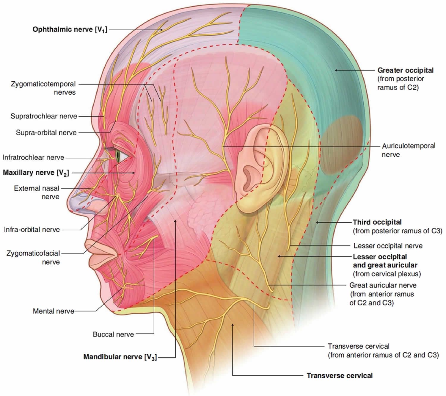 ※ 左圖為枕神經解剖構造，右圖綠色及黃色部位為枕神經疼痛可能分佈的區域。