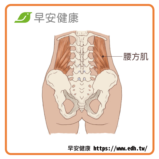 運動後容易緊繃的肌肉還有腰方肌、腓腸肌。腰方肌這條肌肉在我們腰部的側面比較深一點位置，腰方肌連接骨盆的上緣以及第12條肋骨的下緣以及腰椎第1到5節，它是能讓腰椎挺直起來並維持骨盆與腰椎穩定很重要的一條肌肉。