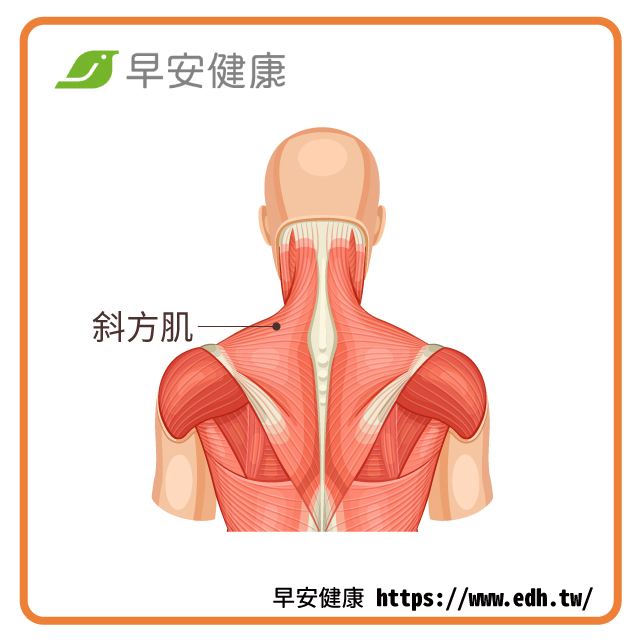 /article/上斜方肌這條肌肉連接我們的肩與頸，是運動後也是久坐上班族最常抱怨的位置，斜方肌是一條非常寬廣的肌肉，上從後腦勺下至第12節胸椎內，從脊椎的中線外至鎖骨肩頰骨的尖峰，當運動過後按壓這些地方覺得緊緊的，很有可能就有上斜方肌筋膜勞累的問題。