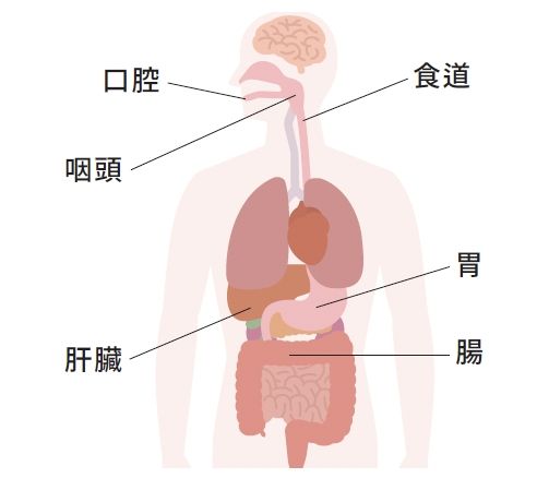 口腔連接至消化道