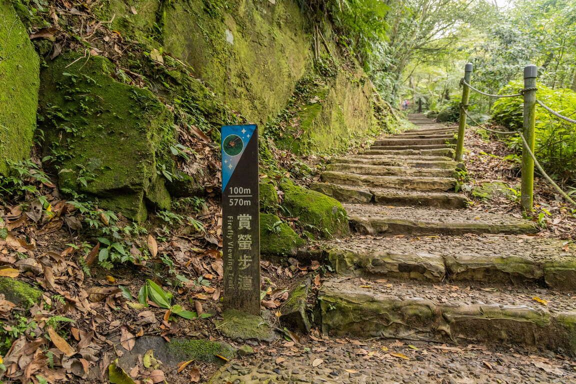雙北賞螢秘境:桐花公園