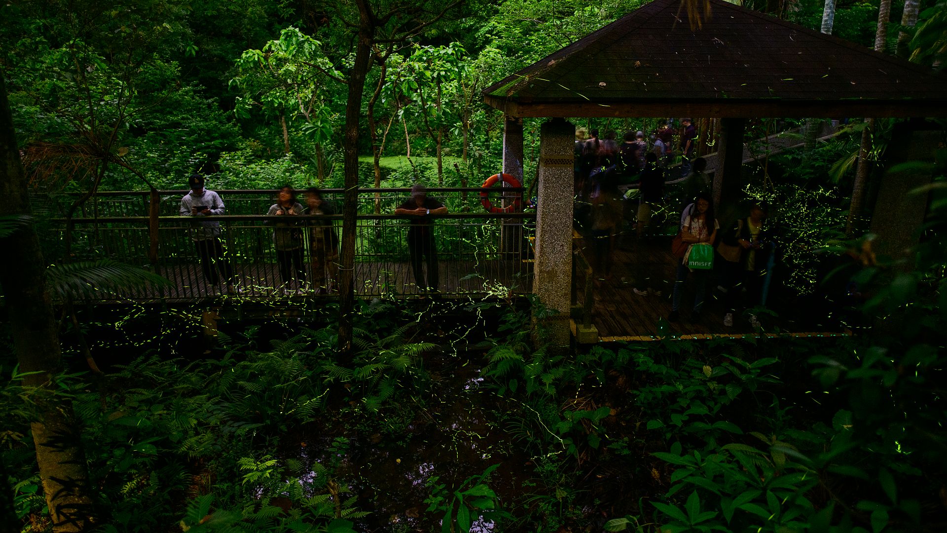 雙北賞螢秘境:木柵公園