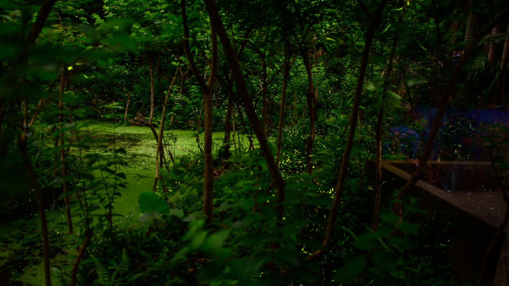 雙北賞螢秘境:木柵公園