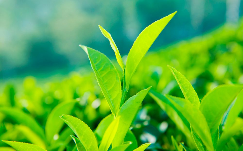 绿茶儿茶素含量高