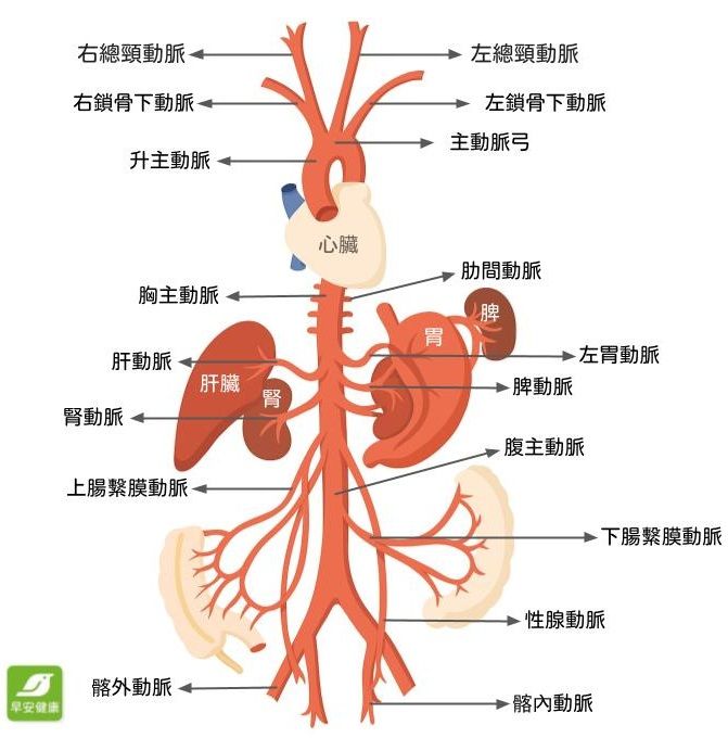 動脈示意圖