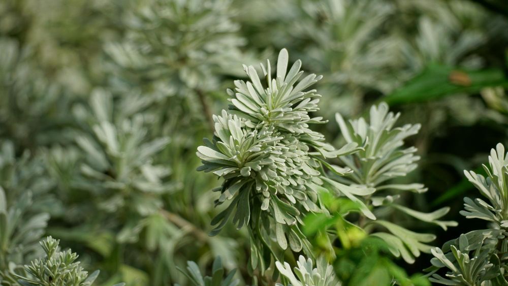 鬼月避邪妙方 隨身攜帶避邪植物