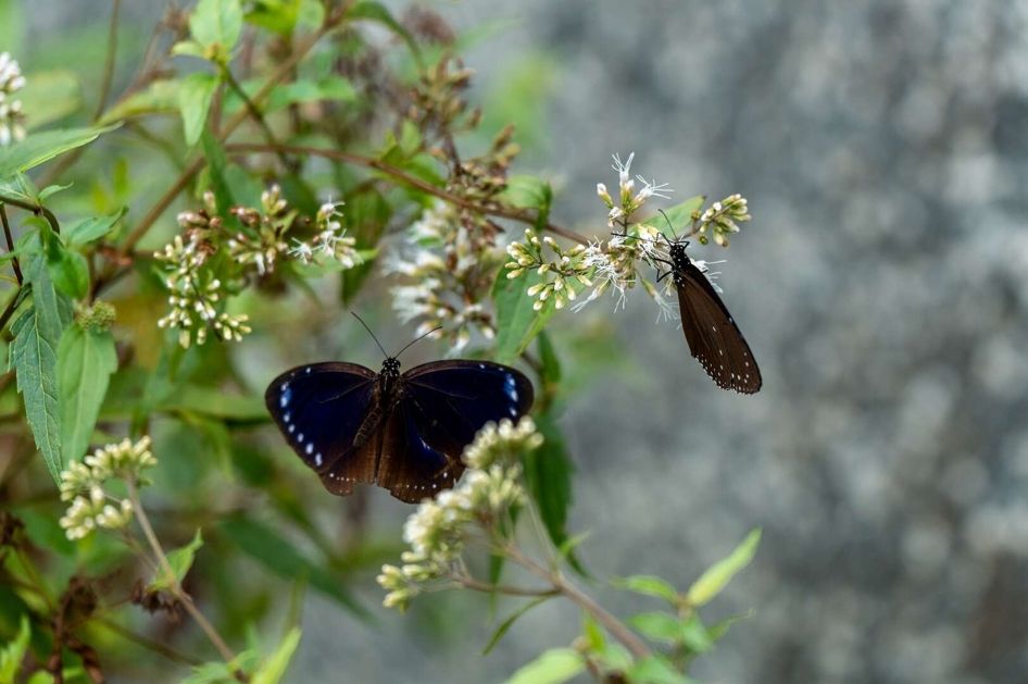 【2025年11月熟齡活動】7. 高雄雙年賞蝶
