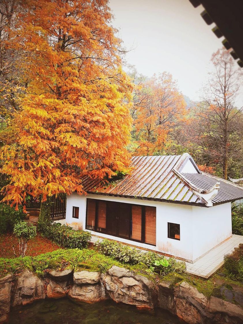 【北部養生旅遊】 坪林茶鄉文化之旅