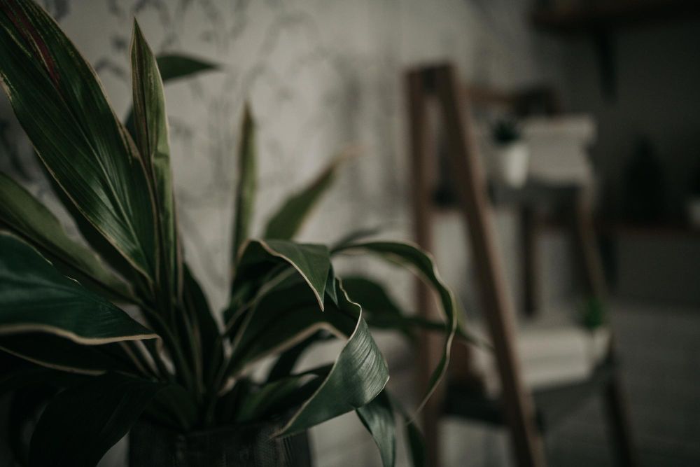 居家招財植物擺放禁忌 放在浴室、臥室或陰暗處