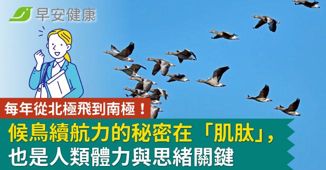 每年從北極飛到南極！候鳥續航力的秘密在「肌肽｣，也是人類體力與思緒關鍵