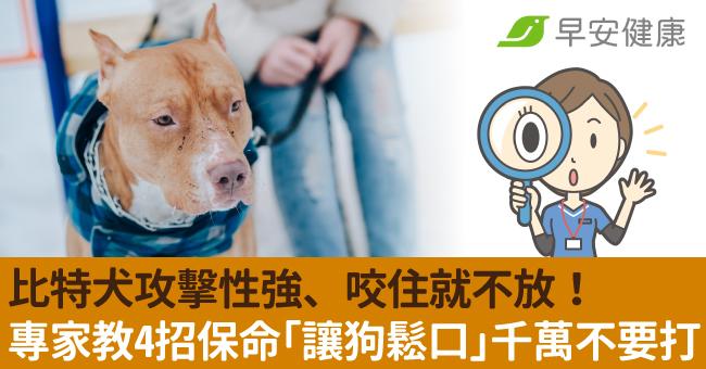 比特犬攻擊性強、咬住就不放！專家教4招保命「讓狗鬆口」千萬不要打