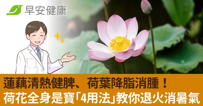 蓮藕清熱健脾、荷葉降脂消腫!荷花全身是寶「4用法」教你退火消暑氣